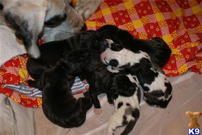 Puppies in WA